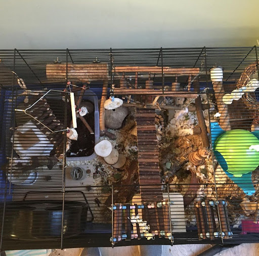 Hamster cage