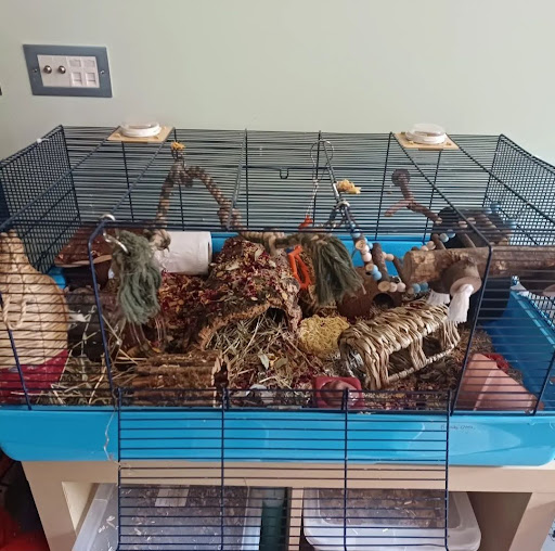 Hamster cage